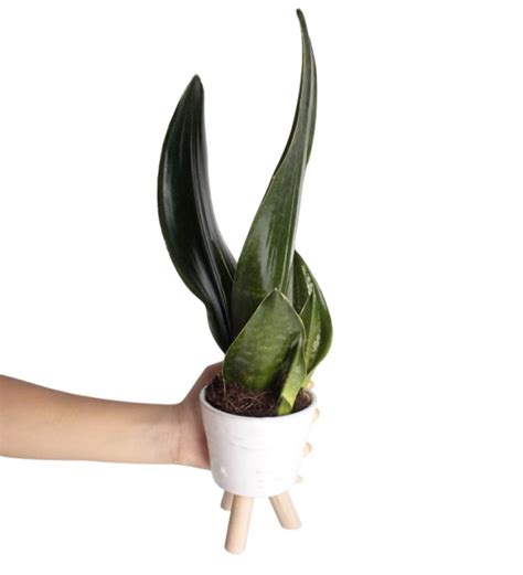 Pa A K L C Sansevieria Trifasciata Beyaz Nema I Ek