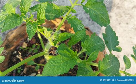 Solanum Lycopersicum Plants De Tomates Dans Le Jardin Sur Le Toit Image