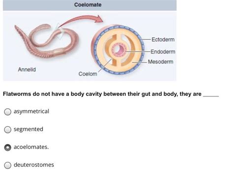 Solved SKAKE Hydra Feeding or cells which work like | Chegg.com