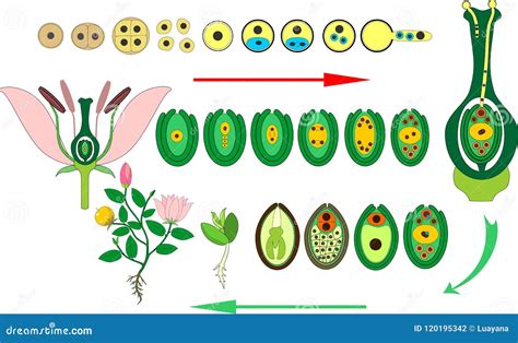 Ciclo De Vida De La Planta De La Angioesperma Diagrama Del Ciclo De Vida De La Planta