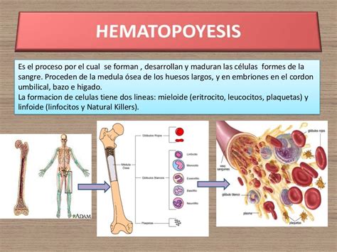 Sistema Cardiovascular Esquema Hematopoyesis Todas Las Celulas