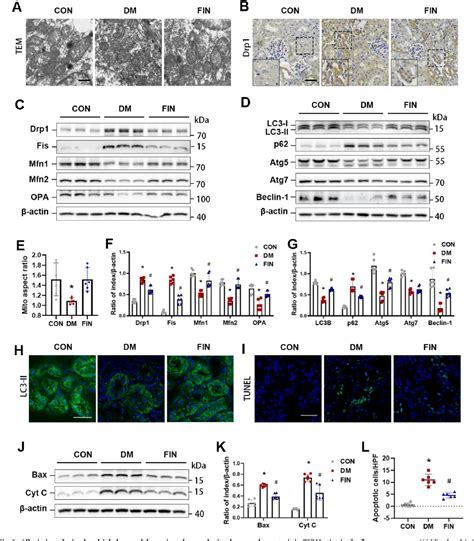 Figure 3 From Non Steroidal Mineralocorticoid Receptor Antagonist