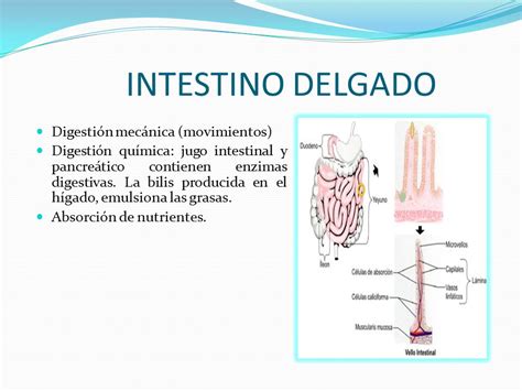 Descubre la sorprendente diferencia entre la Digestión Mecánica y