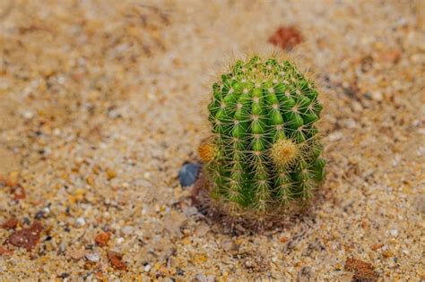 Premium Photo | Small cactus and desert plants