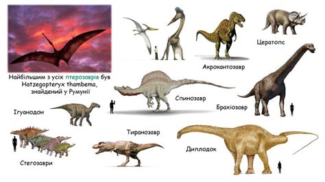 Плазуни, особливості будова та життєдіяльності