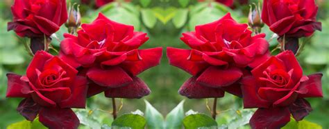 LES PLUS BELLES ROSES DU MONDE