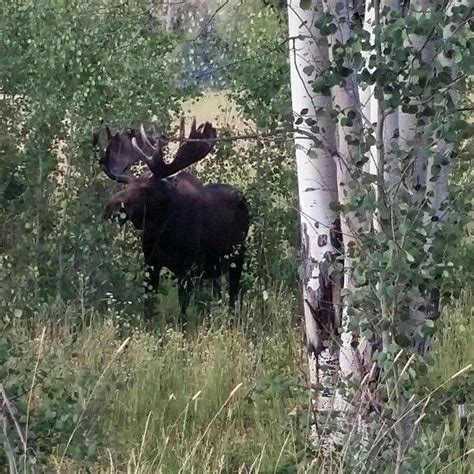 Magnificent Moose Feasting On Aspen Trees