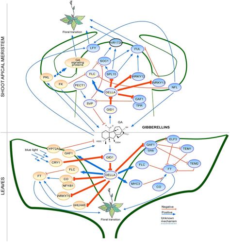 Regulation Of The Floral Transition By The Gibberellin Signaling