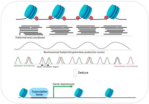 Cell Free Dna Fragmentomics The Novel Promising Biomarker