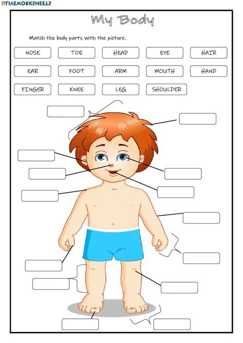 Human Body Parts Labeling Worksheet