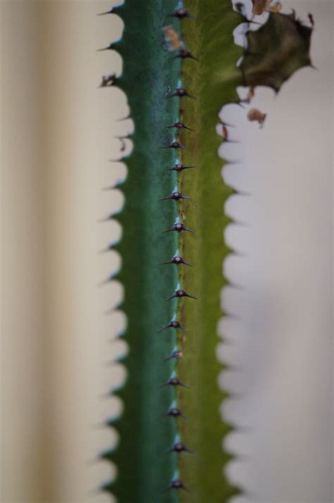 Free Images Prickly Cactus Leaf Flower Green Botany Flora