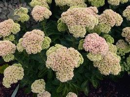 Acheter Orpin Rose Herbstfreude Sedum Spectabile Commandez En Ligne