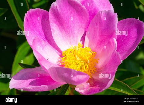 Pink Flower With Yellow Center Hi Res Stock Photography And Images Alamy