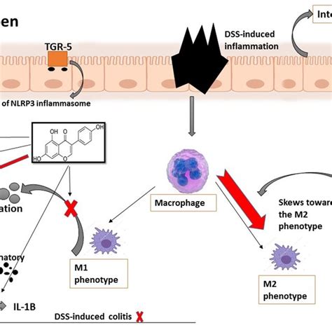 The Mechanism Of Genistein In Reducing The Risk Of Bowel Disease