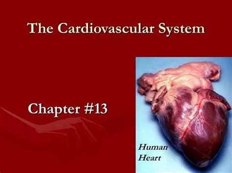 Ppt The Cardiovascular System Powerpoint Presentation Free Download