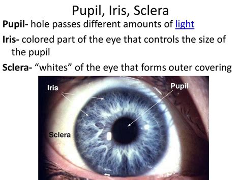 Eye The Eye Is An Extension Of The Brain Ppt Download