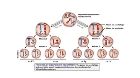 Chromosome theory of inheritance