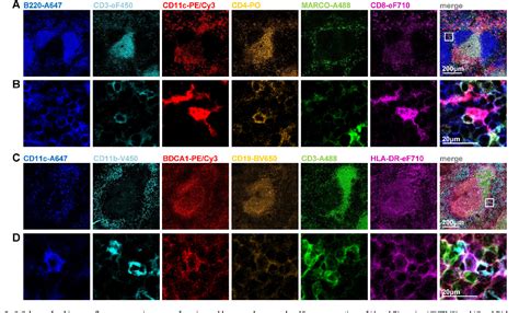 Figure From Easy Performance Of Color Confocal Immunofluorescence