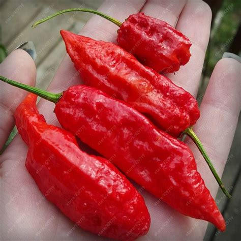 200pcs Chili Ghost Pepper Seeds - BuyingSeed.com - Free Shipping - Up ...