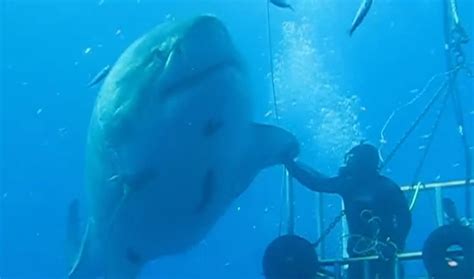 Close Encounter With Great White Shark Caught On Video Why Is This Diver Not Inside The Cage