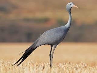 Blue Crane Ebird