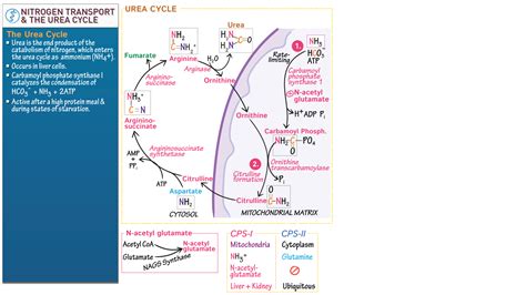 Urea Cycle Structure