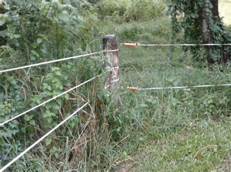 Wildlife Mortality And Injury From Barbed Wire Fences