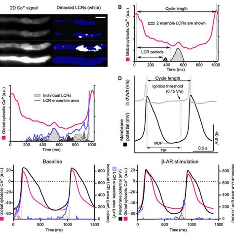 D Ca Signal And Membrane Potential Measurements In Single Isolated