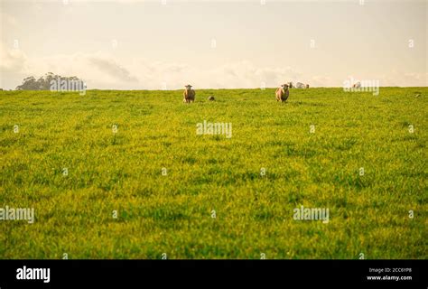 Sheep In The Pasture Field Of Extensive Sheep Farming In Brazil Wool