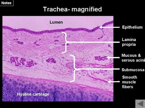 Respiratory System Trachea Notes Trachea Magnified 1 Trachea