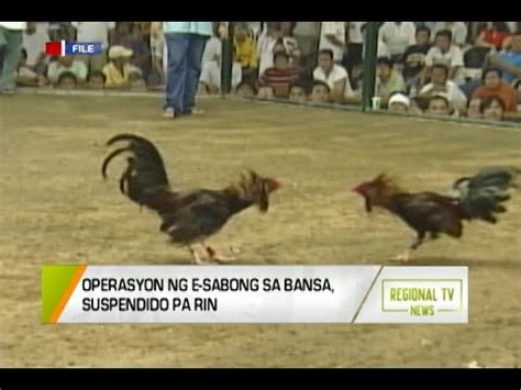 Gma Regional Tv News Operasyon Ng E Sabong Sa Bansa Suspendido Pa Rin