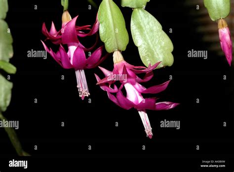 Schlumbergera Cactus Commonly Known As Christmas Cactus Stock Photo