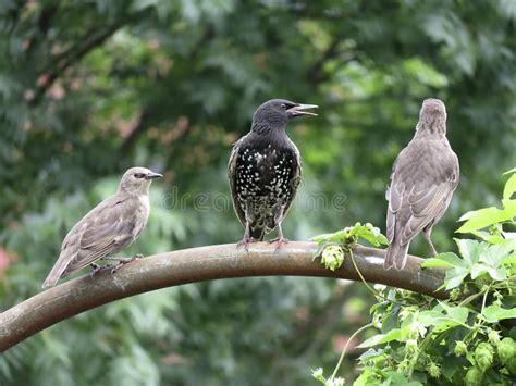 Three Birds Stock Image Image Of Background Perch Freedom 7925593