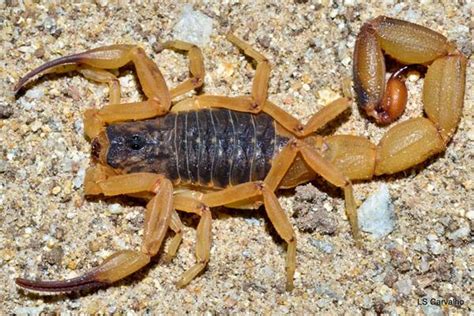 Tityus serrulatus | ederepente50