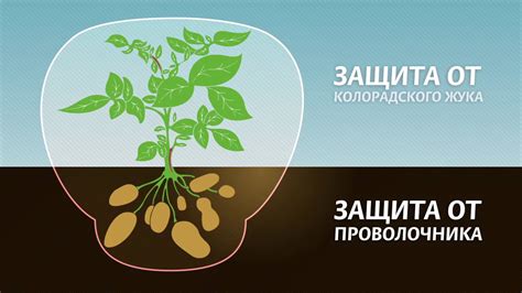 Табу - протравитель клубней картофеля от колорадского жука и ...