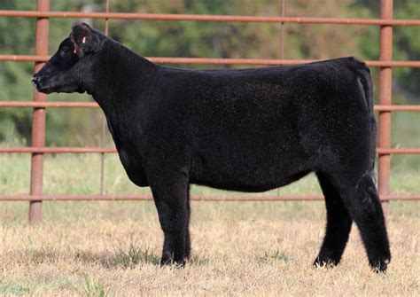 Rcc Blog Schweer Show Cattle Fall Sale