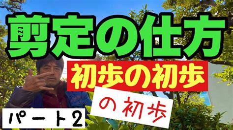 分かりやすさ1番【剪定の仕方】最低限の庭木剪定のやり方を初心者向けで植木屋が解説。知識編 Youtube