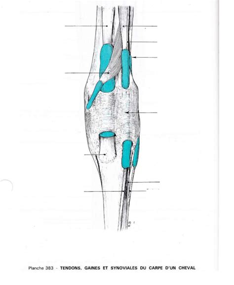 Diagramme De Tendons Gaines Et Synoviales Du Carpe Vue Dorsale Quizlet