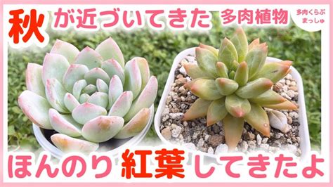 【多肉植物】暑いけど、多肉は秋を感じてる⁈少しずつ紅葉が始まっていました ️ Youtube