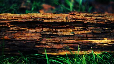 Brown Tree Wood Trees Tree Stump Hd Wallpaper Wallpaper Flare