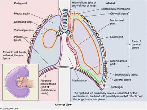 Pleural Sac