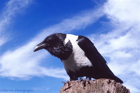 Pied Crow photo WP04489