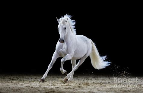 Gray Stallion Galloping By Somogyvari