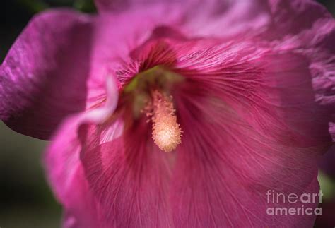 Pink Photograph By Alana Ranney Fine Art America