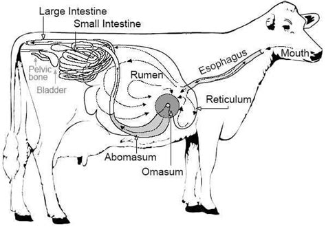 Bovine Digestive System Diagram