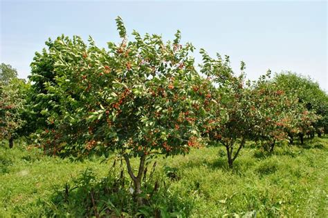 Pollination Spray For Fruit Trees Edu Svet Gob Gt