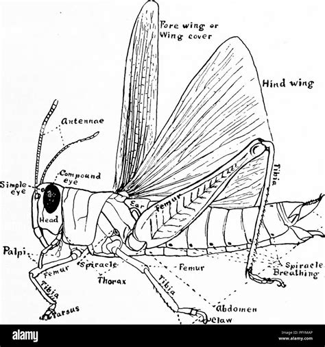 Labeled Grasshopper