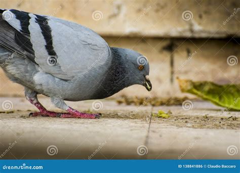 Really Funny Pigeon Chasing After Wild Berries Stock Photo Image Of