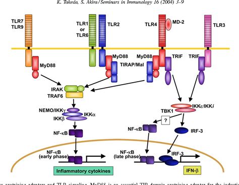 Figure 3 From Tlr Signaling Pathways Semantic Scholar