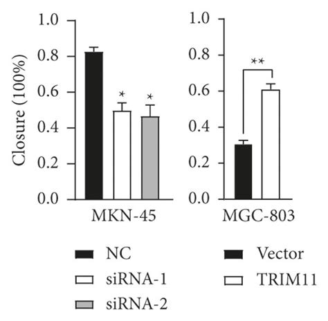 Trim Strengthens The Proliferation And Invasion Capacities Of Gastric